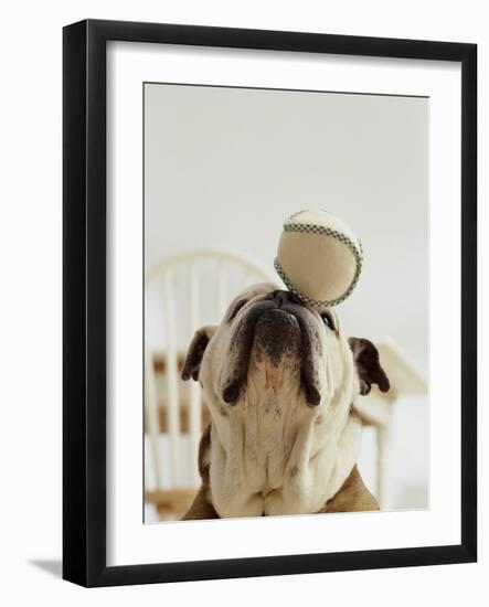 Bulldog Balancing Ball on Nose-Larry Williams-Framed Photographic Print
