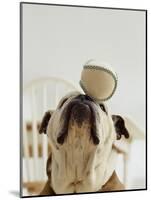 Bulldog Balancing Ball on Nose-Larry Williams-Mounted Photographic Print