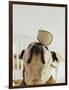 Bulldog Balancing Ball on Nose-Larry Williams-Framed Photographic Print