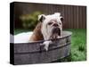 Bulldog Bathing In Washtub-null-Stretched Canvas