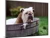 Bulldog Bathing In Washtub-null-Mounted Photographic Print
