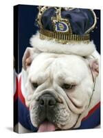 Bulldog Beauty-Charlie Neibergall-Stretched Canvas