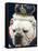 Bulldog Beauty-Charlie Neibergall-Framed Stretched Canvas