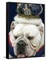 Bulldog Beauty-Charlie Neibergall-Framed Stretched Canvas