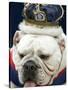 Bulldog Beauty-Charlie Neibergall-Stretched Canvas