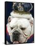 Bulldog Beauty-Charlie Neibergall-Framed Stretched Canvas