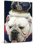 Bulldog Beauty-Charlie Neibergall-Stretched Canvas