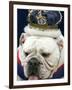 Bulldog Beauty-Charlie Neibergall-Framed Premium Photographic Print