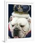 Bulldog Beauty-Charlie Neibergall-Framed Premium Photographic Print