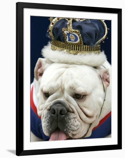 Bulldog Beauty-Charlie Neibergall-Framed Premium Photographic Print