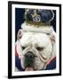 Bulldog Beauty-Charlie Neibergall-Framed Premium Photographic Print