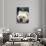 Bulldog Beauty-Charlie Neibergall-Premium Photographic Print displayed on a wall