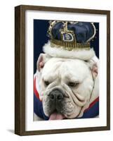 Bulldog Beauty-Charlie Neibergall-Framed Photographic Print