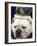 Bulldog Beauty-Charlie Neibergall-Framed Photographic Print