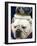 Bulldog Beauty-Charlie Neibergall-Framed Photographic Print