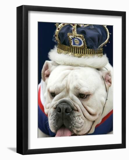 Bulldog Beauty-Charlie Neibergall-Framed Photographic Print