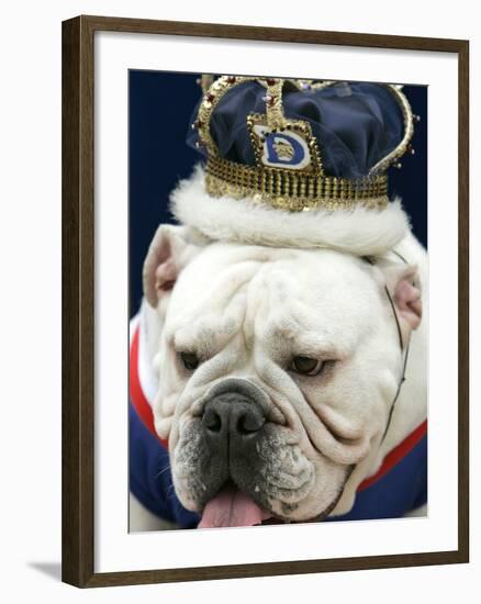 Bulldog Beauty-Charlie Neibergall-Framed Photographic Print