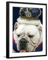 Bulldog Beauty-Charlie Neibergall-Framed Photographic Print