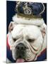 Bulldog Beauty-Charlie Neibergall-Mounted Photographic Print