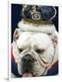 Bulldog Beauty-Charlie Neibergall-Framed Photographic Print