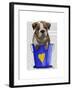 Bulldog Bucket of Love Blue-Fab Funky-Framed Art Print