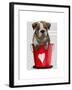 Bulldog Bucket of Love Red-Fab Funky-Framed Art Print