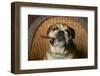 Bulldog Enjoying a Cigar-DLILLC-Framed Photographic Print