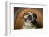 Bulldog Enjoying a Cigar-DLILLC-Framed Photographic Print