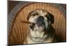 Bulldog Enjoying a Cigar-DLILLC-Mounted Photographic Print