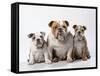 Bulldog, Female with Two Puppies, Sitting, Studio Shot-null-Framed Stretched Canvas
