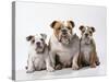 Bulldog, Female with Two Puppies, Sitting, Studio Shot-null-Stretched Canvas