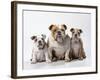 Bulldog, Female with Two Puppies, Sitting, Studio Shot-null-Framed Photographic Print