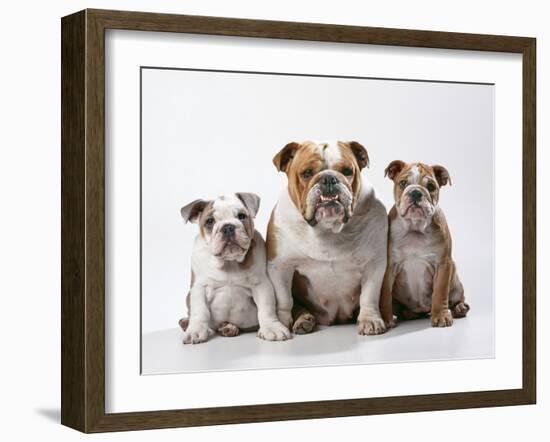 Bulldog, Female with Two Puppies, Sitting, Studio Shot-null-Framed Photographic Print