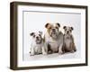 Bulldog, Female with Two Puppies, Sitting, Studio Shot-null-Framed Photographic Print