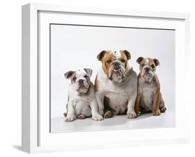 Bulldog, Female with Two Puppies, Sitting, Studio Shot-null-Framed Photographic Print