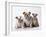 Bulldog, Female with Two Puppies, Sitting, Studio Shot-null-Framed Photographic Print