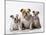 Bulldog, Female with Two Puppies, Sitting, Studio Shot-null-Mounted Photographic Print