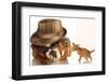 Bulldog Gangster With Kitten-Willee Cole-Framed Photographic Print