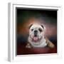 Bulldog Hanging Out-Jai Johnson-Framed Giclee Print