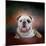 Bulldog Hanging Out-Jai Johnson-Mounted Giclee Print