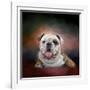 Bulldog Hanging Out-Jai Johnson-Framed Giclee Print