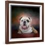 Bulldog Hanging Out-Jai Johnson-Framed Giclee Print