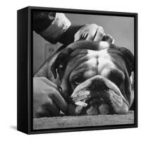 Bulldog Having Whiskers Clipped with Stubby Pair of Scissors in Preparation for Westminister Show-George Silk-Framed Stretched Canvas