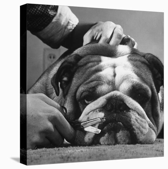 Bulldog Having Whiskers Clipped with Stubby Pair of Scissors in Preparation for Westminister Show-George Silk-Stretched Canvas