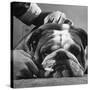 Bulldog Having Whiskers Clipped with Stubby Pair of Scissors in Preparation for Westminister Show-George Silk-Stretched Canvas