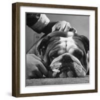 Bulldog Having Whiskers Clipped with Stubby Pair of Scissors in Preparation for Westminister Show-George Silk-Framed Photographic Print