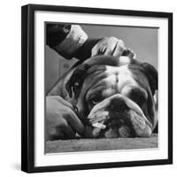 Bulldog Having Whiskers Clipped with Stubby Pair of Scissors in Preparation for Westminister Show-George Silk-Framed Photographic Print