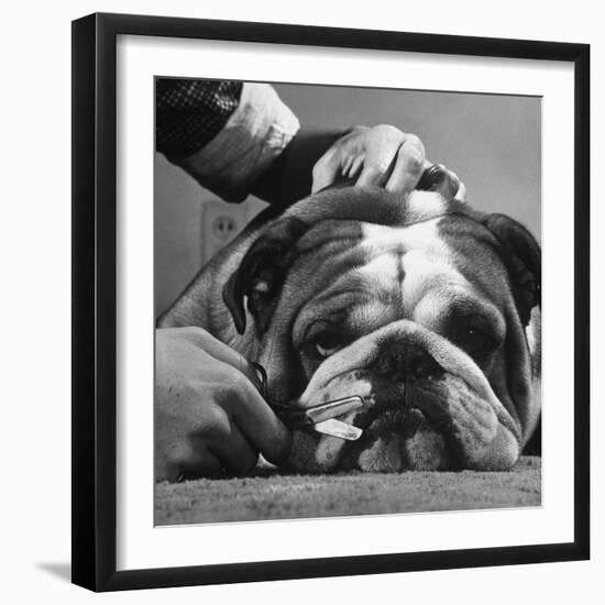 Bulldog Having Whiskers Clipped with Stubby Pair of Scissors in Preparation for Westminister Show-George Silk-Framed Photographic Print
