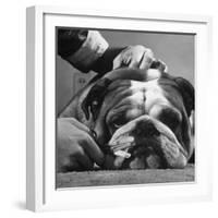 Bulldog Having Whiskers Clipped with Stubby Pair of Scissors in Preparation for Westminister Show-George Silk-Framed Photographic Print