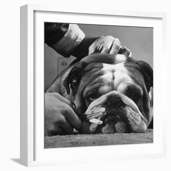 Bulldog Having Whiskers Clipped with Stubby Pair of Scissors in Preparation for Westminister Show-George Silk-Framed Photographic Print